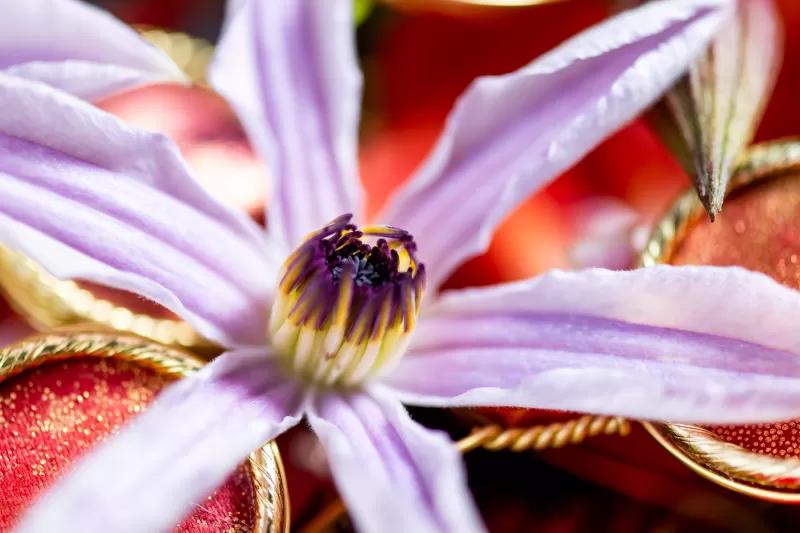 Floral Trends 2025 | Marginpar